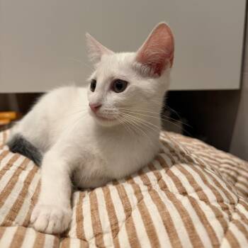 Sun Bum -  Domestic Short Hair Cat for Adoption - Sun Bum | PetCurious