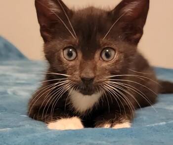 Snuggle -  American Shorthair Cat for Adoption in St. Petersburg, Florida - Snuggle | PetCurious