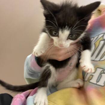 Miranda -  Domestic Short Hair Cat for Adoption in Bristol, Indiana - Miranda | PetCurious