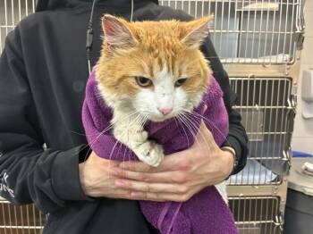 Domestic Medium Hair Cats Available for Adoption - TOEBIAS | PetCurious