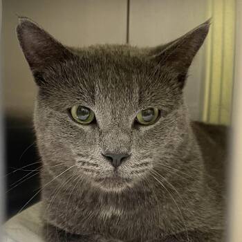 Mr Gray -  Domestic Short Hair Cat for Adoption in Burlington, Ontario - Mr Gray | PetCurious