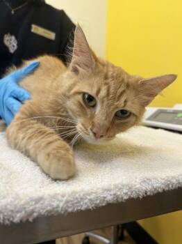 Tristan -  Domestic Medium Hair Cat for Adoption in Raleigh, North Carolina - Tristan | PetCurious