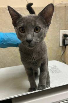 Sir -  Domestic Medium Hair and Domestic Short Hair Cat for Adoption in Honolulu, Hawaii - Sir | PetCurious