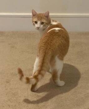 Dino -  Domestic Short Hair Cat for Adoption in Fairfax, Virginia - Dino | PetCurious