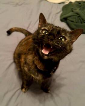 Rescue Domestic Short Hair Cats for Adoption in Tucson, Arizona - Salem | PetCurious