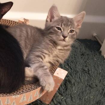 Prim -  Domestic Short Hair Cat for Adoption in Las Vegas, Nevada - Prim | PetCurious