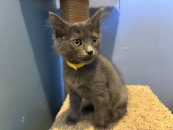 ORLA -  Domestic Medium Hair Cat for Adoption in Santa Clara, California - ORLA | PetCurious