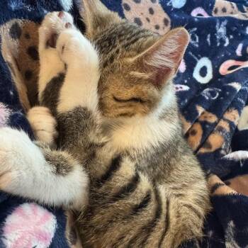 Cricket -  Domestic Short Hair Cat for Adoption in Lee