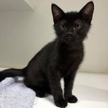Double Dutch -  Domestic Short Hair Cat for Adoption in Phoenix, Arizona - Double Dutch | PetCurious