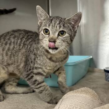 Skylar -  Domestic Short Hair Cat for Adoption in Jupiter, Florida - Skylar | PetCurious