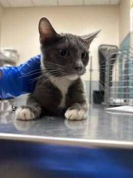 RUSH -  Domestic Short Hair Cat for Adoption in Las Vegas, Nevada - RUSH | PetCurious