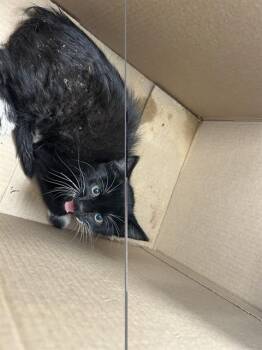 A384301 -  Domestic Short Hair Cat for Adoption in Ocala, Florida - A384301 | PetCurious