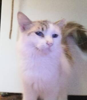 Rescue Siamese Cats for Adoption in Woodland, California - Sapphire | PetCurious