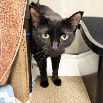 Marigold -  Domestic Short Hair Cat for Adoption in Oshkosh, Wisconsin - Marigold | PetCurious