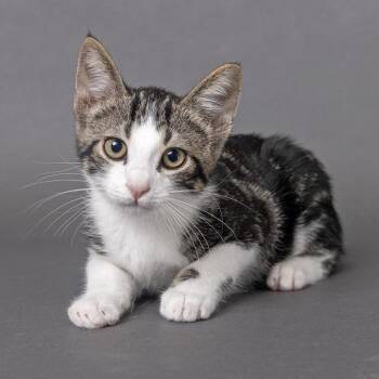 Vinnie -  Domestic Short Hair Cat for Adoption in Franklin, Tennessee - Vinnie | PetCurious