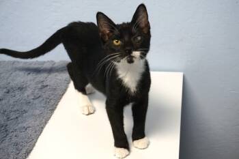 Rigo -  Domestic Short Hair Cat for Adoption in Fountain Hills, Arizona - Rigo | PetCurious