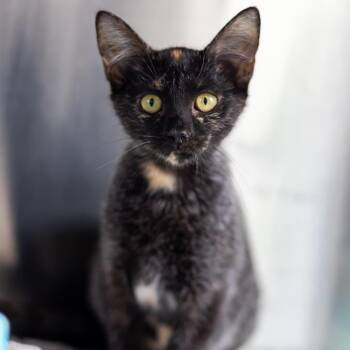 Skippy -  Domestic Short Hair Cat for Adoption - Skippy | PetCurious