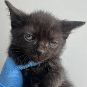 Domestic Short Hair Cats Available for Adoption in Chesapeake, Virginia - Yosemite Valley | PetCurious