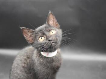 Pip -  Domestic Short Hair Cat for Adoption in Portland, Oregon - Pip | PetCurious