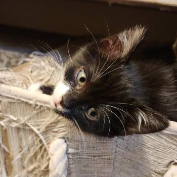Bunny -  Domestic Medium Hair Cat Available for Adoption in Brainardsvle, New York - Bunny | PetCurious