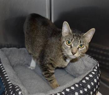 BRI -  Domestic Short Hair Cat for Adoption in Sarasota, Florida - BRI | PetCurious