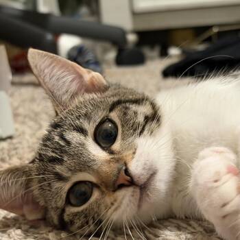 Bean -  Domestic Short Hair Cat for Adoption in Liverpool, Texas - Bean | PetCurious