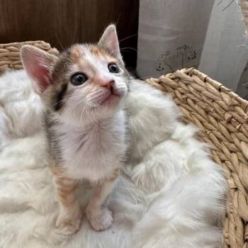Manon Rainey -  Domestic Short Hair Cat for Adoption in Eagle Mountain, Utah - Manon Rainey | PetCurious