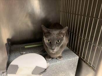 DOLLY -  American Shorthair and Domestic Short Hair Cat for Adoption in Tulsa, Oklahoma - DOLLY | PetCurious