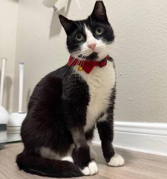 Tuxedo Cats Available for Adoption - Tommie | PetCurious