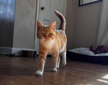 Franke -  Domestic Short Hair Cat for Adoption in Blaine, Minnesota - Franke | PetCurious