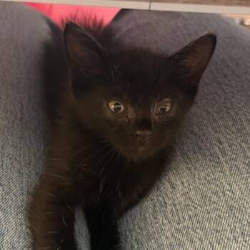 Scully -  Domestic Short Hair Cat for Adoption in Las Cruces, New Mexico - Scully | PetCurious