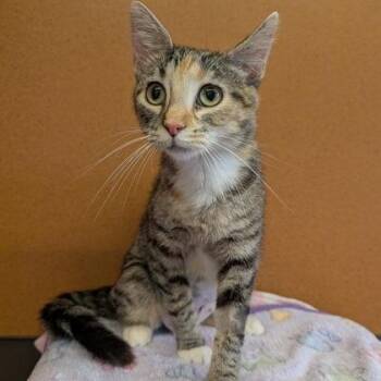 Macy -  Domestic Short Hair Cat for Adoption in Rochester, Minnesota - Macy | PetCurious