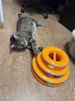 Domestic Short Hair Cats Available for Adoption in Fairfax, Virginia - Henry | PetCurious