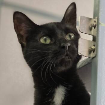 Domestic Short Hair Cats Available for Adoption - Lyric | PetCurious