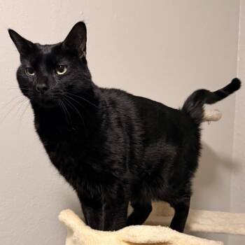Oreo -  Domestic Medium Hair Cat for Adoption in Midland, Texas - Oreo | PetCurious