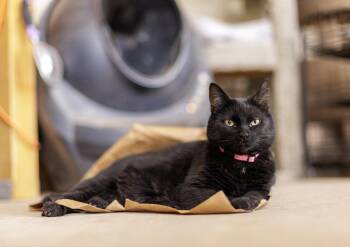 Lucifer -  Domestic Short Hair Cat for Adoption in Marana, Arizona - Lucifer | PetCurious
