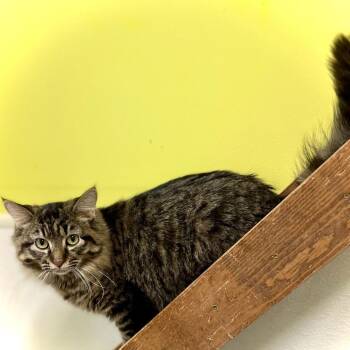 Domestic Medium Hair Cats Available for Adoption in Saint Paul, Minnesota - Gracee | PetCurious