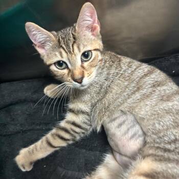 Frenchie -  Domestic Short Hair Cat for Adoption in Lakeland, Florida - Frenchie | PetCurious