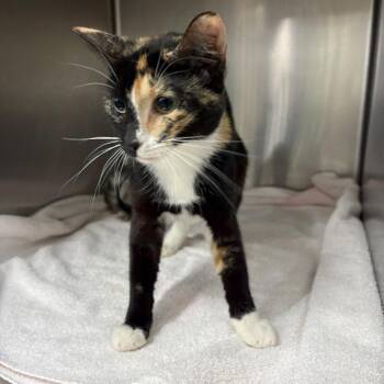 Avalon -  Domestic Short Hair Cat for Adoption in Spokane, Washington - Avalon | PetCurious