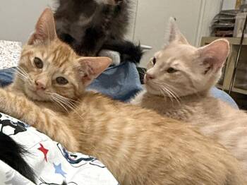 Phoenix -  Domestic Short Hair Cat for Adoption in Ventura, California - Phoenix | PetCurious
