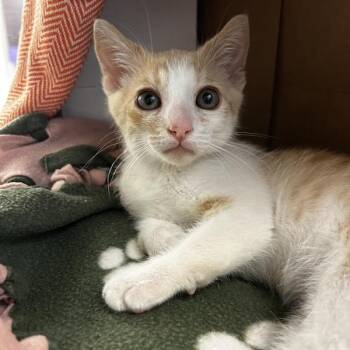 Honda -  Domestic Short Hair Cat for Adoption in Dublin, California - Honda | PetCurious