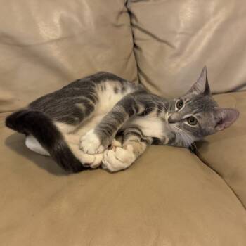 Zach -  Domestic Short Hair Cat for Adoption in Edinburg, Texas - Zach | PetCurious