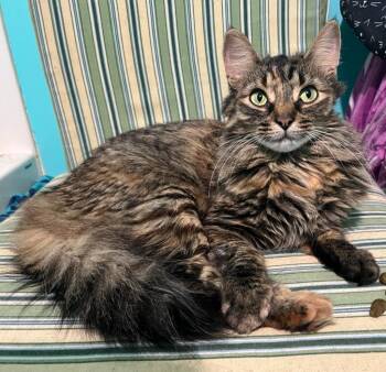 Maple 4 -  Domestic Short Hair Cat for Adoption in Arthur, Ontario - Maple 4 | PetCurious