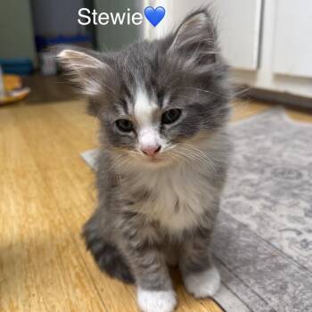 Domestic Medium Hair Cats Available for Adoption in Peachtree City, Georgia - Stewie | PetCurious