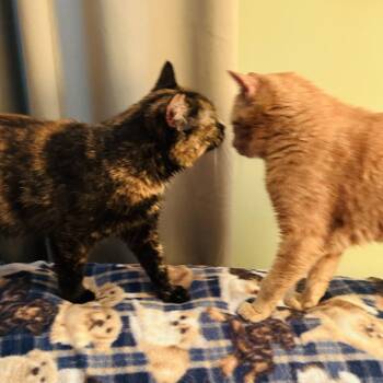 Ash -  Domestic Short Hair Cat for Adoption in Wheeling, Illinois - Ash | PetCurious