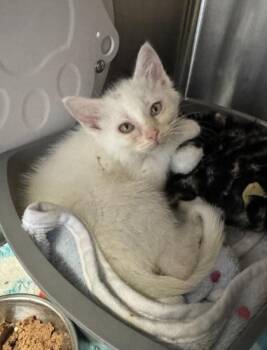 Donald -  Domestic Medium Hair and Domestic Short Hair Cat for Adoption in Missoula, Montana - Donald | PetCurious