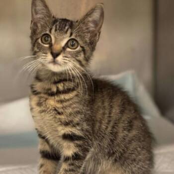 Rescue Tabby Cats for Adoption in Columbia, South Carolina - Gertrude | PetCurious