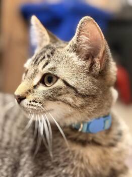 Chester -  Domestic Short Hair Cat for Adoption in Troy, Michigan - Chester | PetCurious