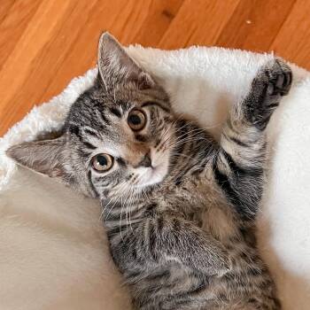 Thimbelina -  Tabby and Domestic Short Hair Cat for Adoption in Cincinnati, Ohio - Thimbelina | PetCurious