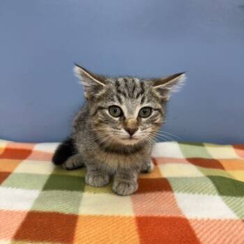 Rescue Domestic Short Hair Cats for Adoption in Evansville, Indiana - Tangelo | PetCurious